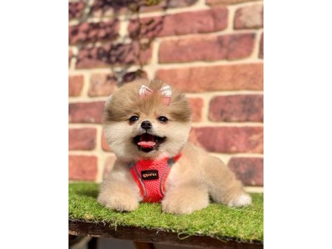 Safkan pomeranian boo yavrularımız