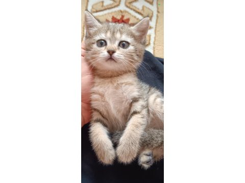 British shorthair silver chocolate