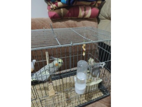 3 aylık sultan papağanı