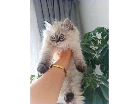 Pofuduk pati british longhair