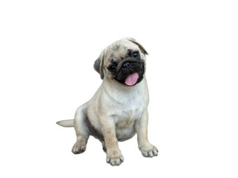 Hamburger surat pug mops gül kuyruk