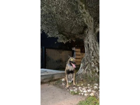 Oğlum tetik eşleştirmeye açık malinois