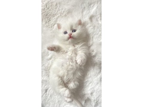 British longhair kar beyaz ve tabby yavrular