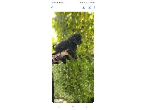 Siyah toy poodle bebekleri