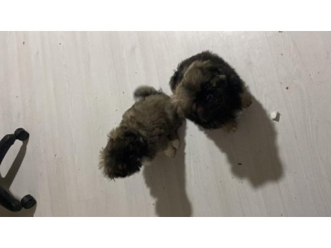 50 günlük pekinez köpekler dişi ve erkek