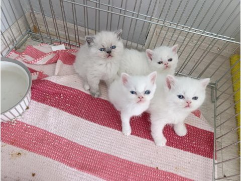 Güzel pamuk kedilerim