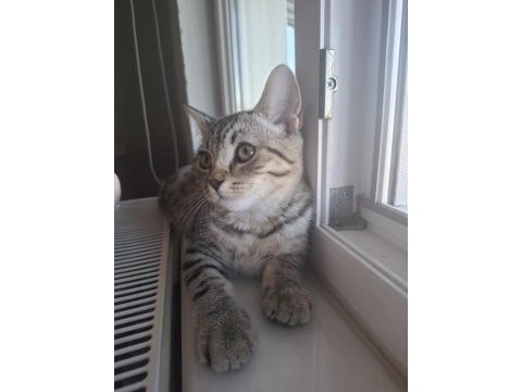 British shorthair melezi kedimiz