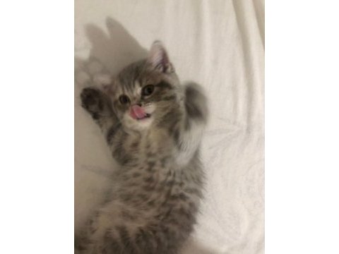 Oyunbaz british shorthair evinizin yeni neşe kaynağı olacak