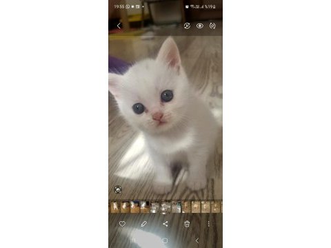British shorthair ve iran kedisi
