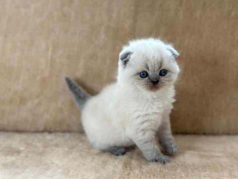 Eşsiz güzellikte blue point scottish fold erkek yavrum