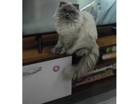 2.5 yaşında dişi british longhair