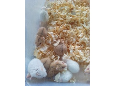 Toptan perakende gonzales hamster bebekler