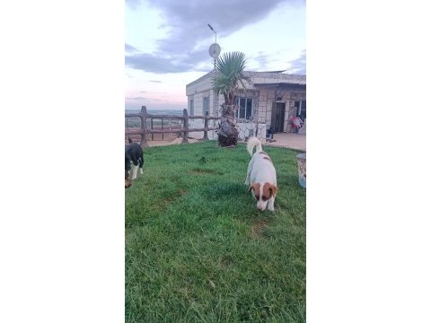 A kalite son dişi jack russell yavru