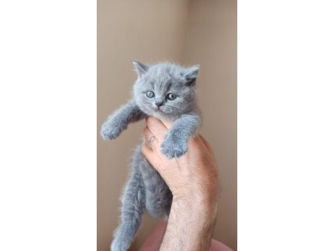 British shorthair yavrular
