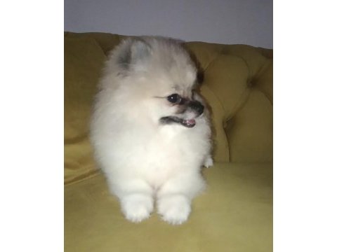 Pomeranian boo disi tea cup