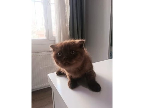 Scottish fold yavrumuz yeni sahibini bekliyor.
