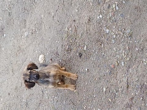 Fino bi dişi bi erkek 3 aylık köpeğimiz