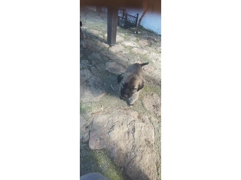Orijinal kangal eniklerimiz yeni sahiplerini arıyor