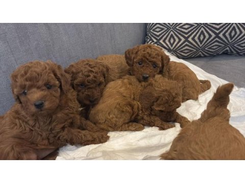 Safkan toy poodle bebekleri