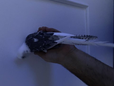 Evcil wifi face mutasyonu sultan papağanı