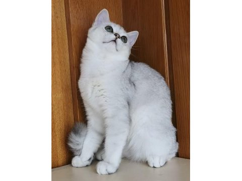 Scottish straight shorthair ns11 erkek