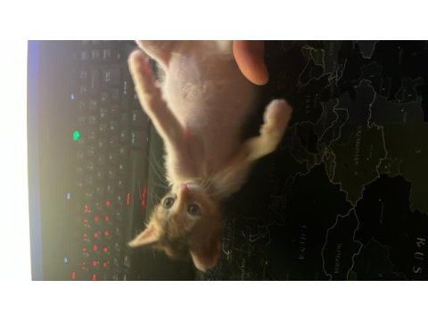 Küçüklükten beri baktığım kedimiz ücretsiz şekilde