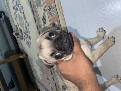 Pug a kalite 2,5 aylık