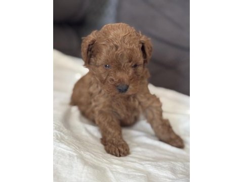 Harika kalitede toy poodle yavrularımız