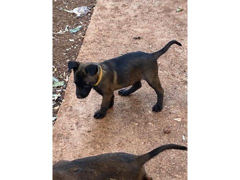 Teslime hazır malinois bebekler