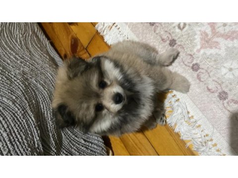 2 aylık erkek yavru pomeranian