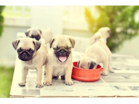 Irk ve sağlık garantili pug