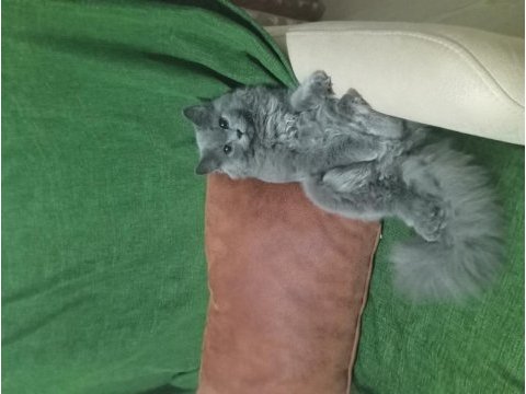 Gri british longhair kedime yuva arıyorum