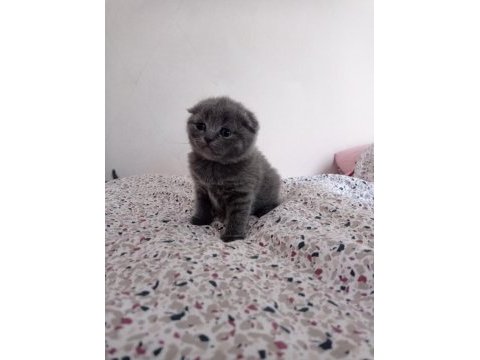Scottish fold yavrular