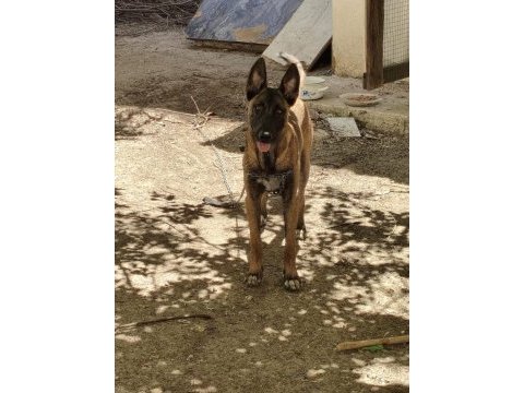 Sahibinden sahiplendirilecek malinois