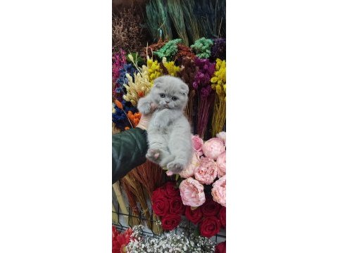 A show class scottish fold bebekler