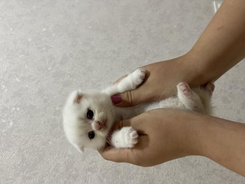 Scottish fold ve british yavrular
