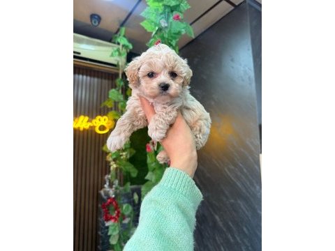 Cinsinin en iyisi maltipoo