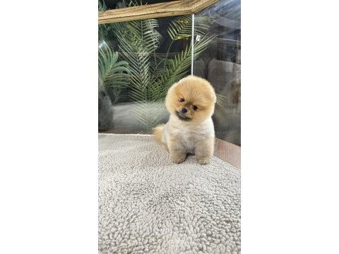 Irk ve sağlık garantili pomeranian boo yavrularımız
