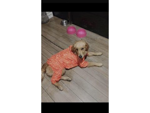 Golden retriever