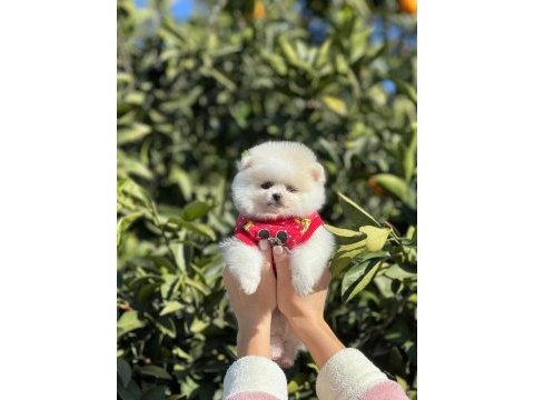 A kalite ırk sağlık garantili pomeranian yavrular
