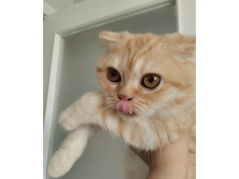 Safkan ev ortamında büyümüş uygun scottish fold