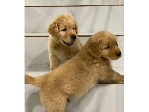 Golden retriever yavruları