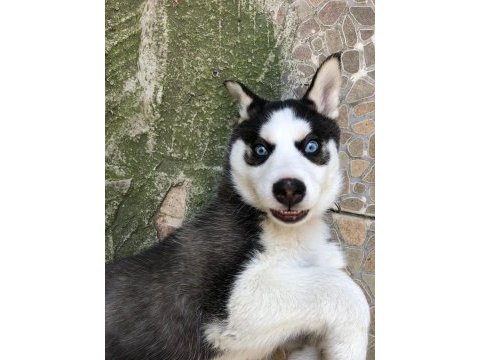 A kalite mavi gözlü safkan sibirya kurdu husky
