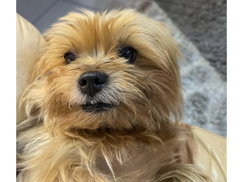 5 yaşında yorkshire terrier tuvalet eğitimi var