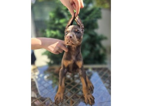 Mağazamızdan dişi kızıl doberman king