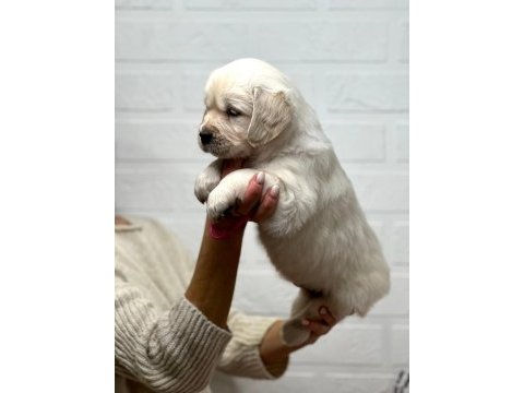 Golden retriever adrese teslim kapıda ödeme yapabilirsiniz