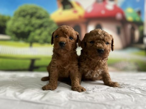 Toy poodle yavru