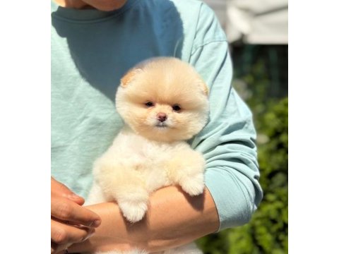 Pomeranian boo yavrularımız
