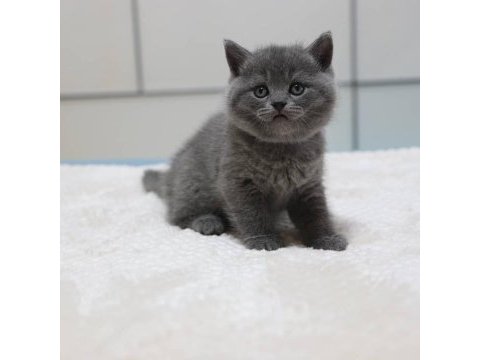 British shorthair yavruları