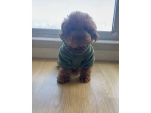 A+ üst kalite kore çanta boy cüce poodle bebekler